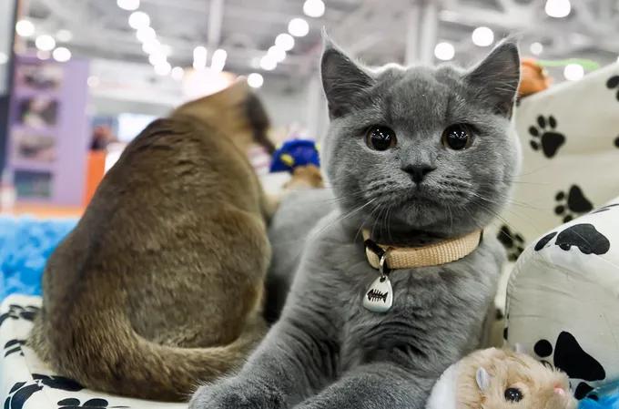 Выставка кошек CATx 2026